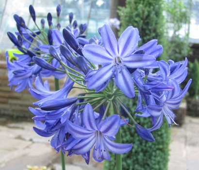 Agapanthus 'Northern Star'